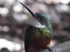 Galbula ruficauda heterogyna