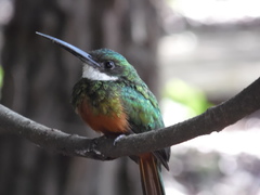 Galbula ruficauda heterogyna