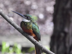 Galbula ruficauda heterogyna