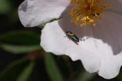 Bilyaxia obscurata