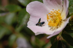 Bilyaxia obscurata