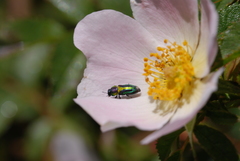 Bilyaxia obscurata