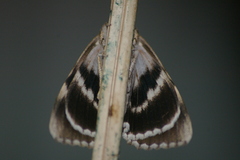 Catocala retecta