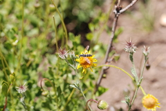 Mitrodetus dentitarsis