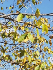 Ulmus americana