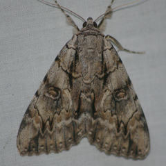 Catocala retecta