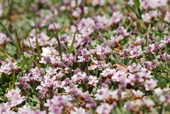 Toxomerus vertebratus