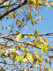 Ulmus americana