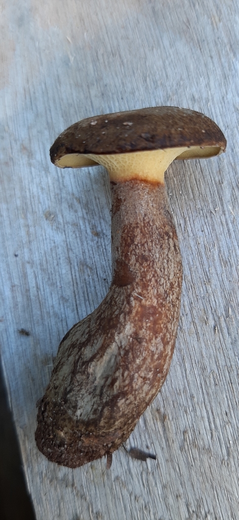 Boletinellus rompelii · November 2020 · photo: © yoannisd (iNaturalist, cc-by)