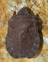 Eurygaster hottentotta