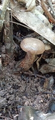 Boletinellus proximus