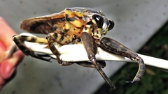 Lethocerus annulipes