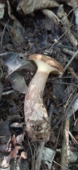 Boletinellus proximus