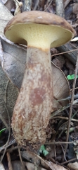 Boletinellus proximus
