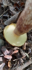 Boletinellus proximus
