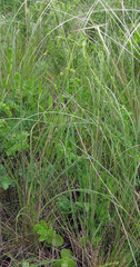 Stipa dasyphylla