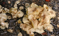 Hygrocybe caespitosa