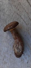 Boletinellus proximus