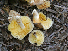 Hygrocybe caespitosa