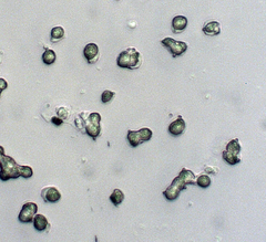 Hygrocybe caespitosa