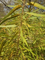 Salix nigra