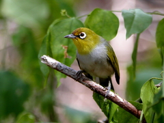 Zosterops citrinella