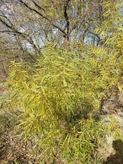 Salix nigra
