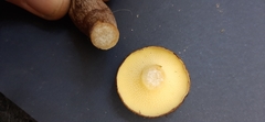 Boletinellus proximus