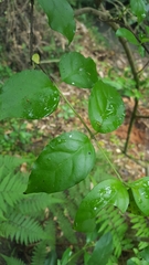Geniostoma ligustrifolium