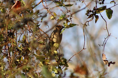 Cedar Waxwing photographed in Rhode Island