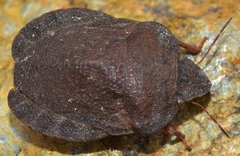 Eurygaster hottentotta