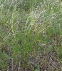 Stipa ucrainica