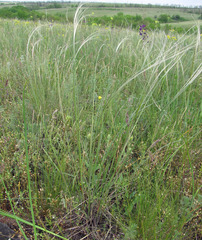 Stipa dasyphylla