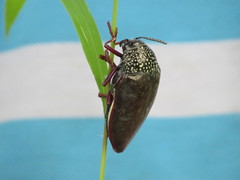 Sternocera