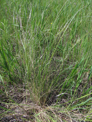 Stipa ucrainica