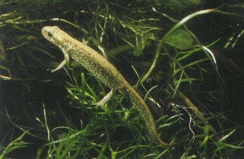 Italian newt, photo 7 of 7