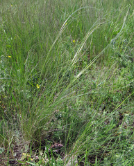 Stipa ucrainica