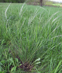Stipa dasyphylla