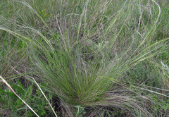 Stipa ucrainica