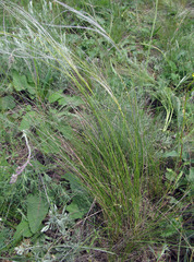 Stipa ucrainica