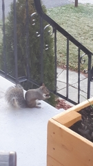 Sciurus carolinensis