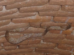 Trimorphodon paucimaculatus