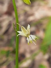 Arthropodium minus