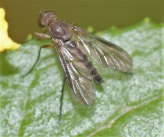 Atherimorpha