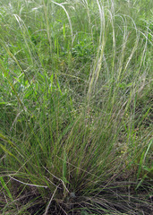 Stipa ucrainica