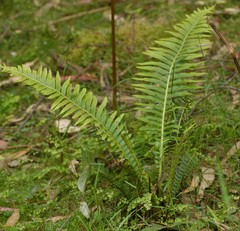 Blechnum parrisiae