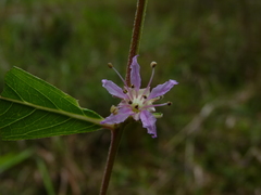 Decodon verticillatus