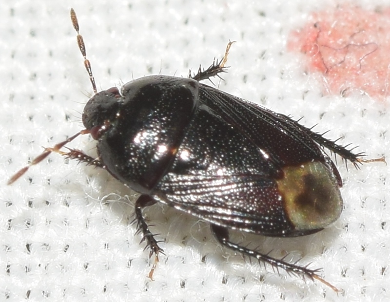 Geotomus angustus