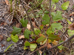 Toxicodendron pubescens