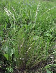 Stipa ucrainica